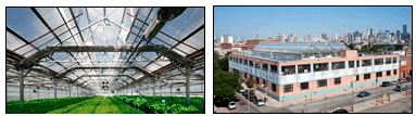 뉴욕 도심 내에 설치되어 있는 그린하우스 전경(왼쪽). 건물 옥상에 설치된 그린하우스(오른쪽)