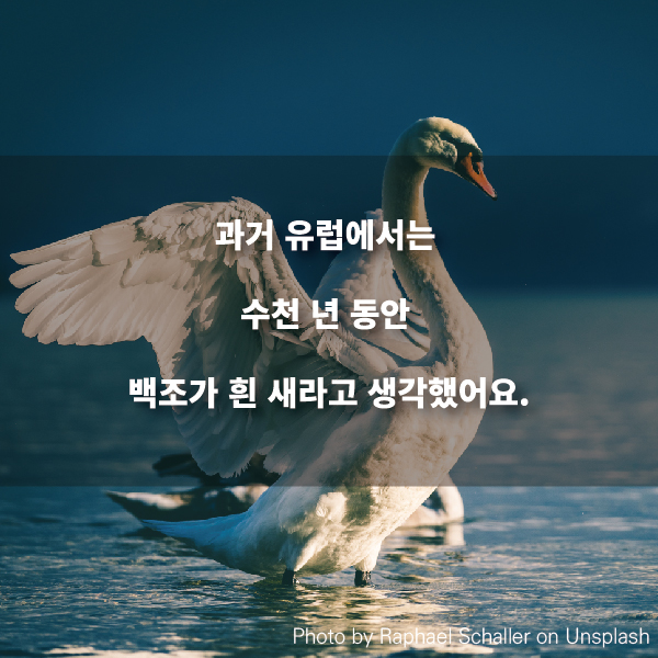 과거 유럽에서는 수천 년 동안 백조가 흰 새라고 생각했어요.