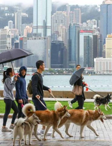 [그림 6] 홍콩에서 산책을 즐기고 있는 반려동물들 (출처: Dickson Lee, 2023)