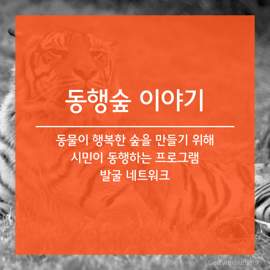 동행숲 이야기 그림